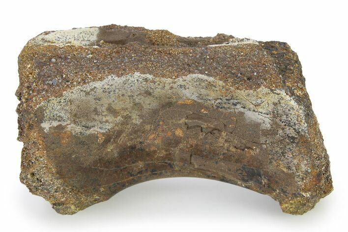 Ornithomimid (Struthiomimus) Vertebra Centrum - Montana #322757